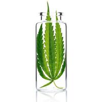 Hemp leaves in a glass bottle isolated on a white background photo