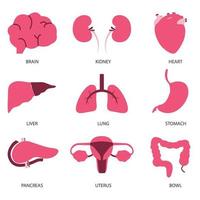 Set of internal organs illustration vector