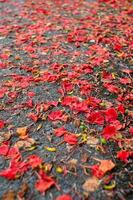 Abstract texture and background of red blossom flowers falling on the concrete floor photo