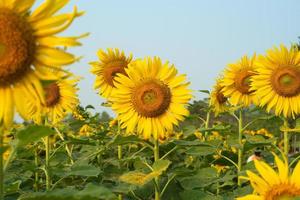 Close-up picture of blooming sunflowers in the plantation field photo