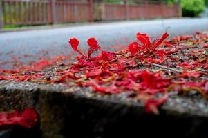 Abstract texture and background of red blossom flowers falling on the concrete floor photo