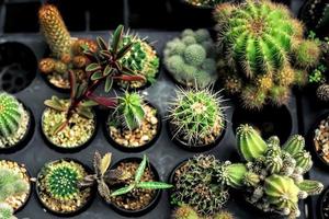 Variedad de tipos de cactus en la finca con enfoque selectivo y fondo borroso foto
