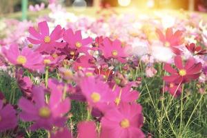 El enfoque selectivo en la multitud de coloridas flores de margarita en el campo foto