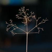 Abstract closeup picture of dried little tree and branches with isolated black background photo