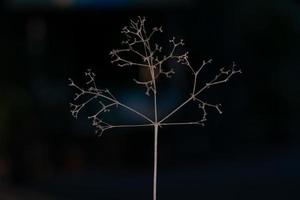 Abstract closeup picture of dried little tree and branches with isolated black background photo