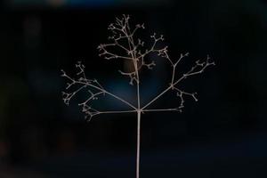 Abstract closeup picture of dried little tree and branches with isolated black background photo