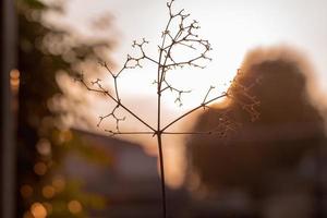 Imagen en primer plano abstracto de arbolito seco y ramas con luces bokeh y puesta de sol en segundo plano. foto