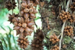 Closeup crowd of fresh salak, or snake fruit hanging from the salacca tree with blurred background photo