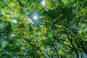 Hermoso árbol verde y hojas en el bosque con sol foto