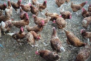 multitud de pollos caminando por la granja foto
