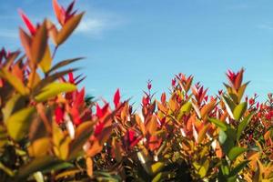 Selective focus on young red leaves with blue sky background photo