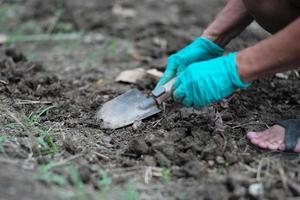 Selective focus on hand of gardener removing weeds photo