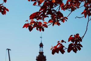 Red tree leaves in autumn season photo