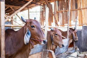 Cows in a barn photo