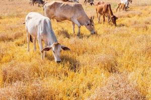 vacas comiendo pasto foto