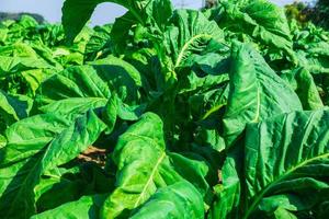 Close-up of tobacco plants photo