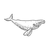 dibujo de ballena jorobada vector