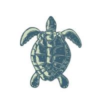 Scratchboard style illustration of a sea turtle swimming vector