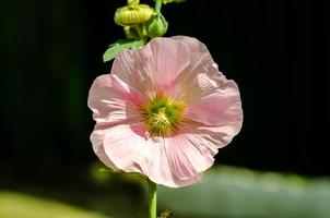 Pink mallow flower photo