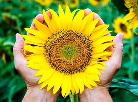 Hands holding a sunflower photo