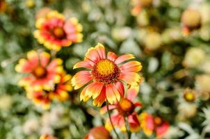 Red and yellow flowers photo