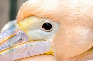 Pink pelican close-up photo