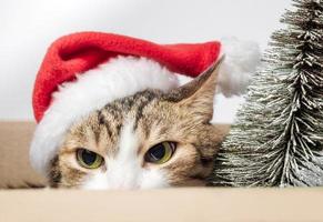 Angry cat with a Santa hat photo