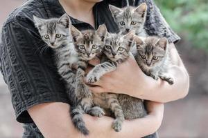 Person holding tabby kittens photo