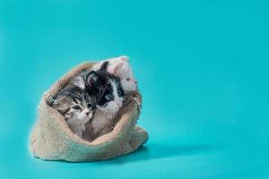 Three kittens in a sack on a turquoise background photo