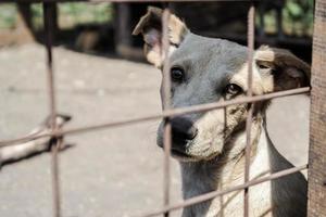 White dog behind a fence outside photo