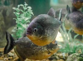 Piranhas in the water photo