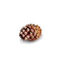Fir cone isolated on white background for your creativity vector