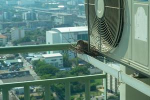 Selective focus on a bird sitting on the nest for hatching its eggs on the steel cage of condominium balcony photo