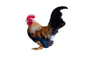 Portrait of colourful cock standing on white background photo