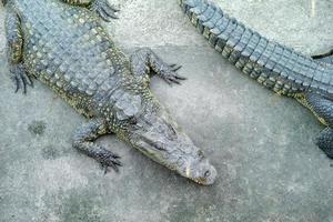 Top view crocodile sleeping on the cement floor in the farm photo