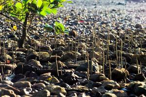 Selective focus on roots of mangrove tree grow on field of sand stones in sunny day photo