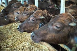 Selective focus on crowd of diary cows in farm photo