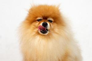 retrato, de, cachorro, pomerania, con, lengua afuera, y, aislado, plano de fondo foto