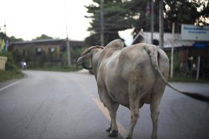 Portrait of big cow stands on the rural road with ignorance of traffic photo
