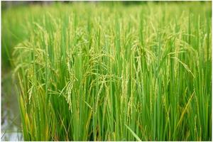 espiga de arroz en el campo con hojas de arroz borrosas foto