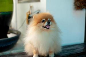 Portrait cute Pomeranian dog looking at the camera with tongue out photo