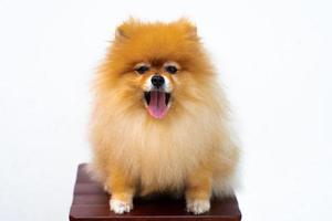 Portrait of puppy pomeranian with tongue out and isolated background photo