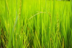 espiga de arroz en el campo con hojas de arroz borrosas foto