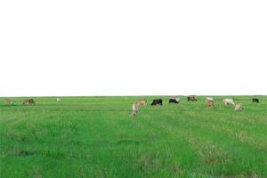 Group of cows eating the grass in the large field photo