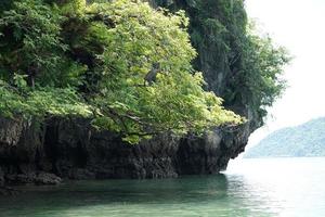 Closeup ramas de árbol crece desde el acantilado rocoso en la isla con fondo marino foto