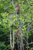 Selective focus on monkeys sit on the branches of mangrove trees with blurred jungle in background photo