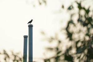A little bird stands on the steel post with defocused beanches of tree in foreground and sunset sky in background photo