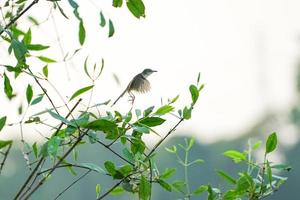 Motion blurred little bird flying from the branchs of tree with clear sky background photo