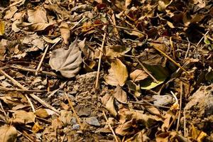 Top view crowd of dried leaves and branches on the soil ground photo