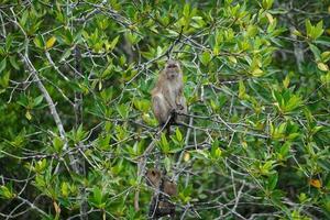 El enfoque selectivo en el mono se sienta en las ramas de los árboles de mangle con selva borrosa en segundo plano.